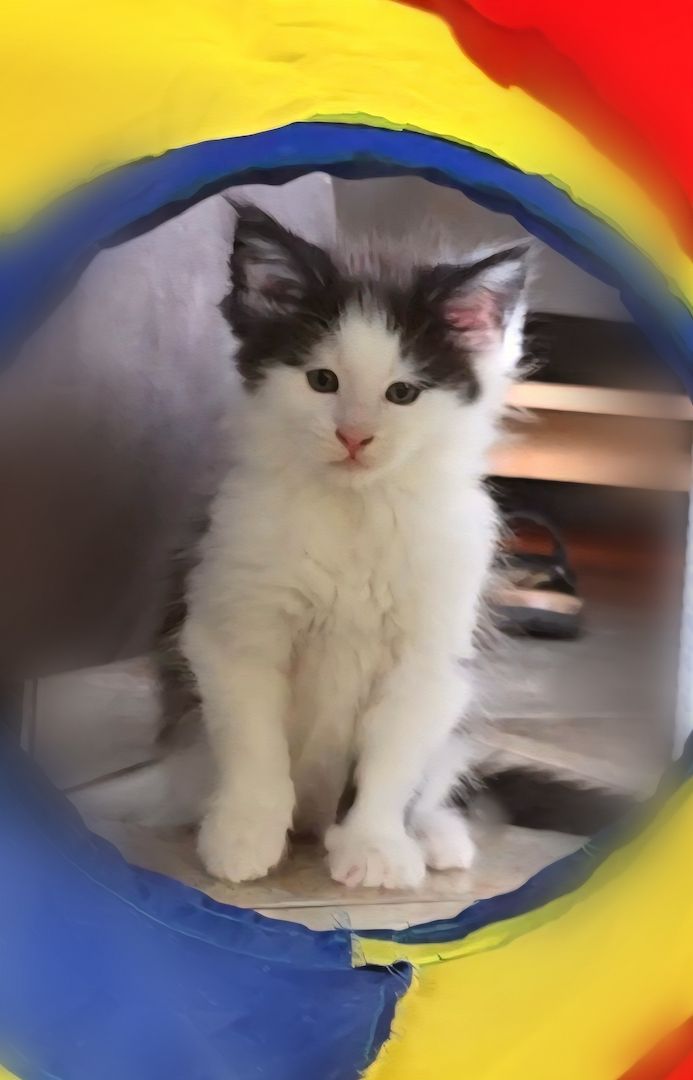 Reinrassige Traum Maine Coon Kitten