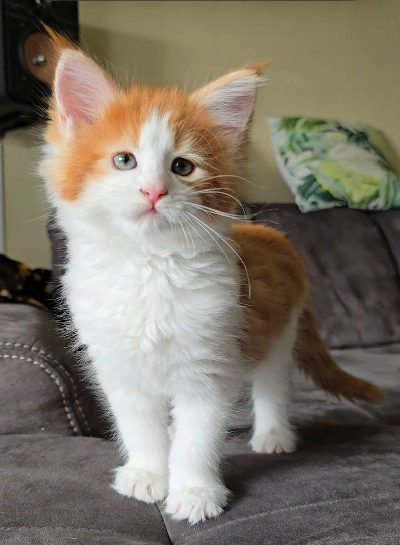 Maine Coon Mädchen / Reinsassige Kitten