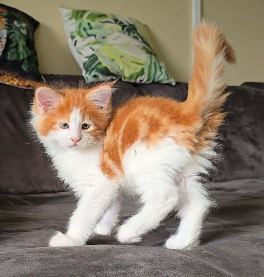 Maine Coon Mädchen / Reinsassige Kitten