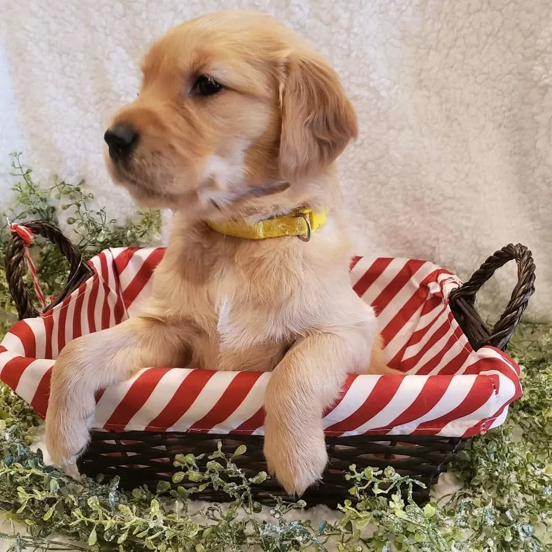 Wir bieten wundervolle Golden-Retriever-Welpen mit exzellenter Abstammung an