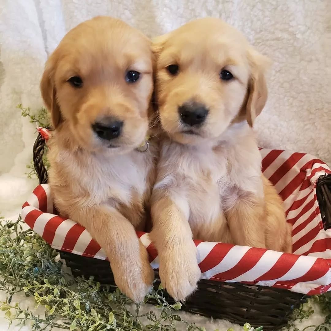 Wir bieten wundervolle Golden-Retriever-Welpen mit exzellenter Abstammung an