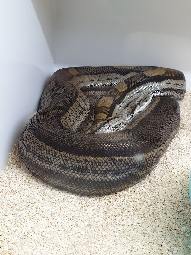 Hobby Aufgabe Boa Constrictor Imperator in Gute Hände