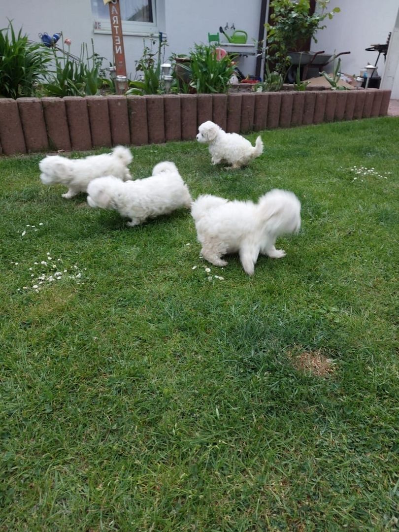 Traumhafte Superkleine Erhältlich Mini Malteser Babys Welpen mitpapieren
