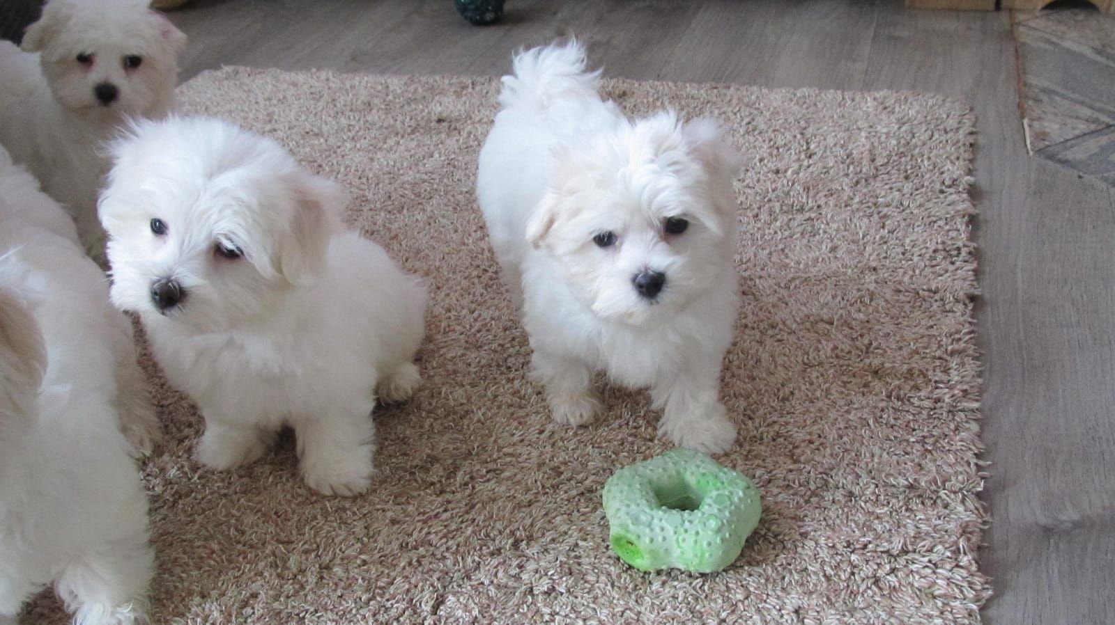 Erhältlich MINI Malteser Welpen 12 Wochen Zum Verschenken