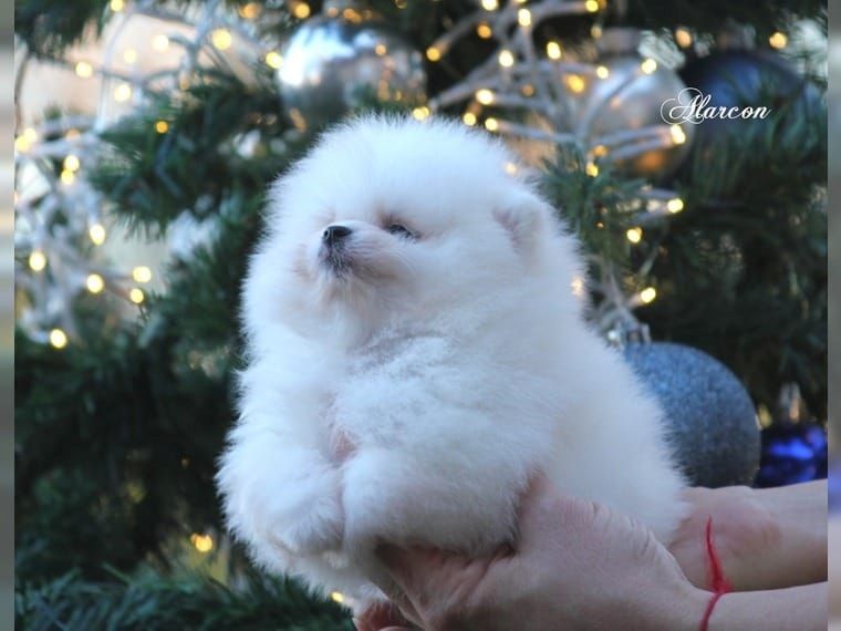 MINI-POMERANIAN ZWERGSPITZ BOOWELPEN ZUM