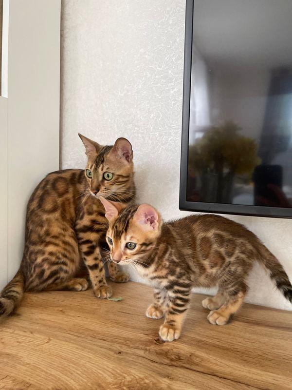 Bengal kitten mit Stammbaum