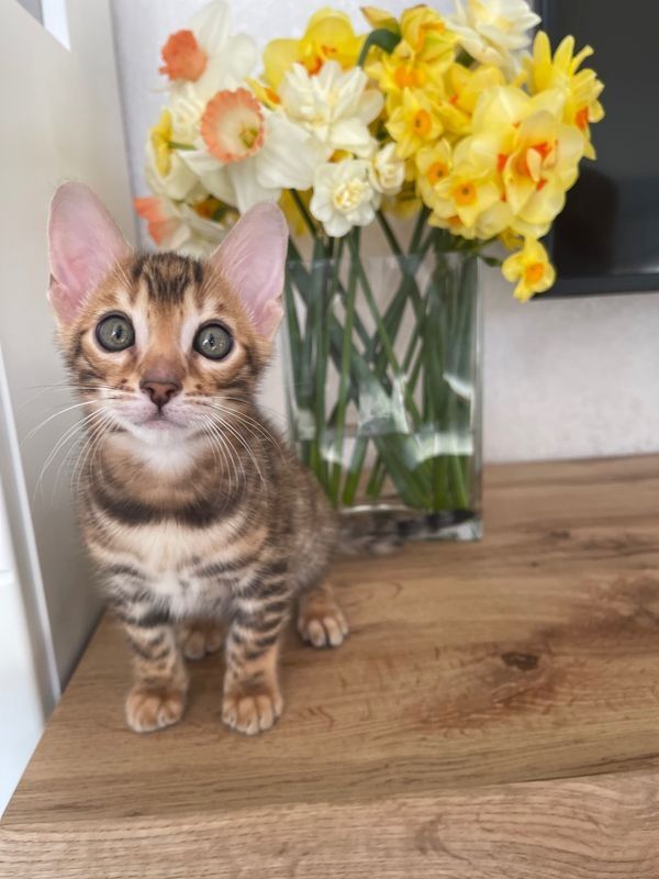 Bengal kitten mit Stammbaum