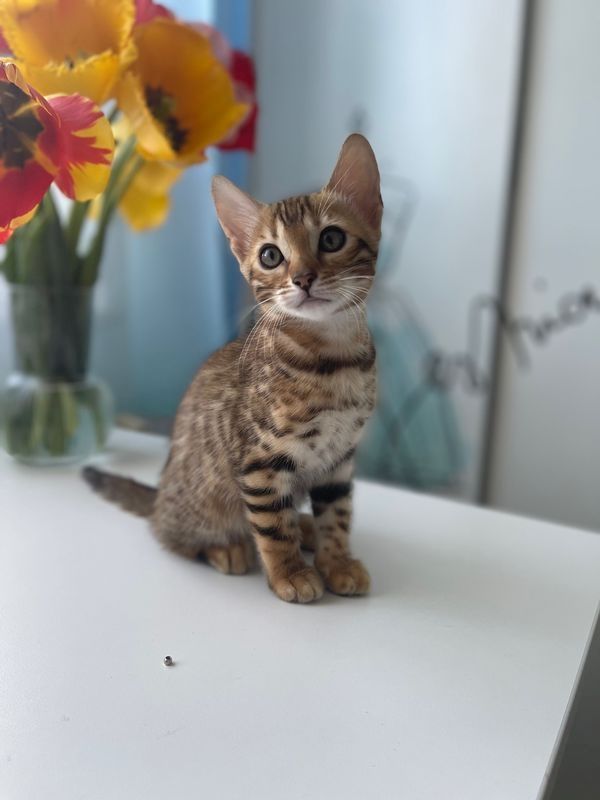 Bengal kitten mit Stammbaum