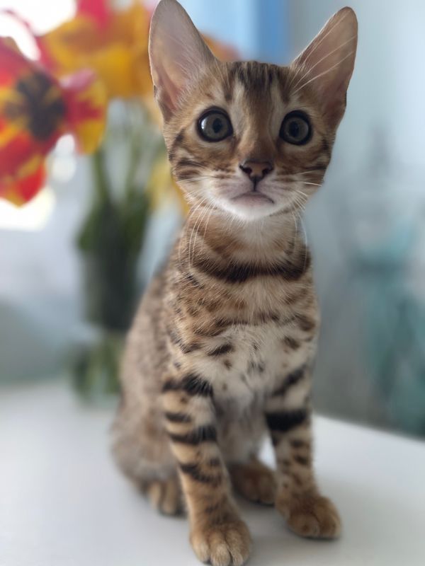 Bengal kitten mit Stammbaum