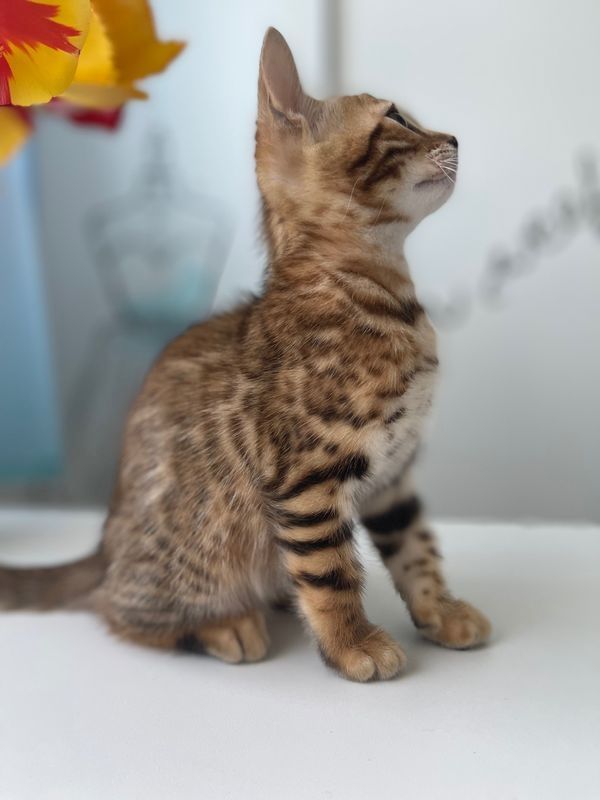 Bengal kitten mit Stammbaum