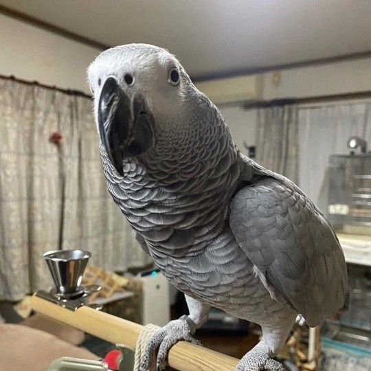 Graupapageien mit Papieren