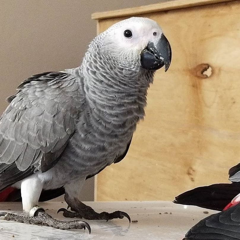 Graupapageien mit Papieren