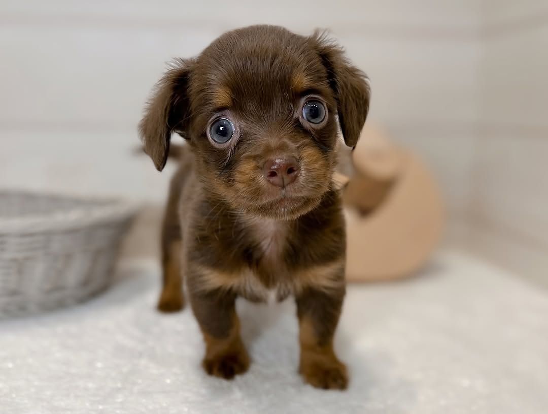 Dackelwelpe zur Adoption