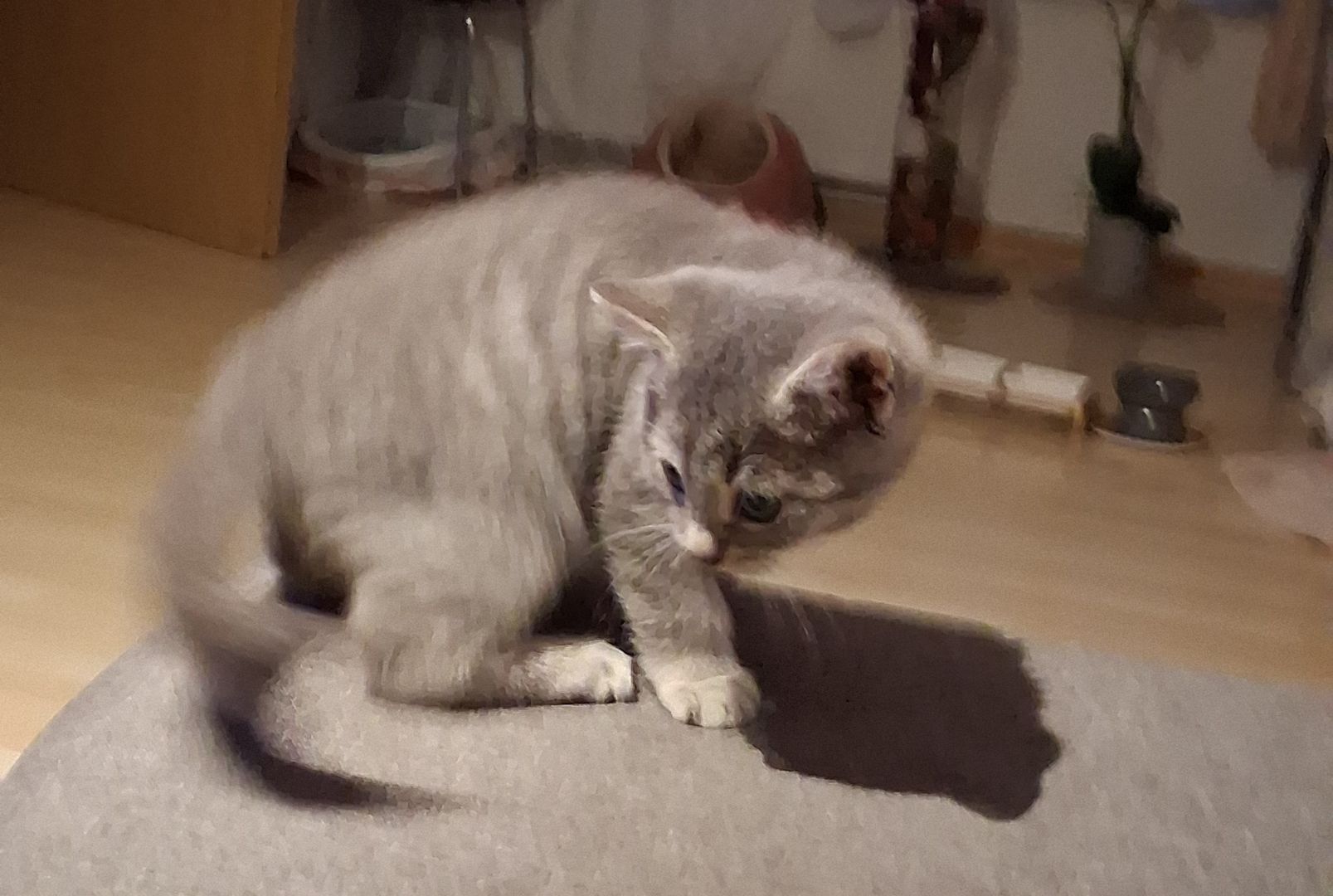 Der kleiner mann ist ein Britischer kurz ab sofort zu haben 