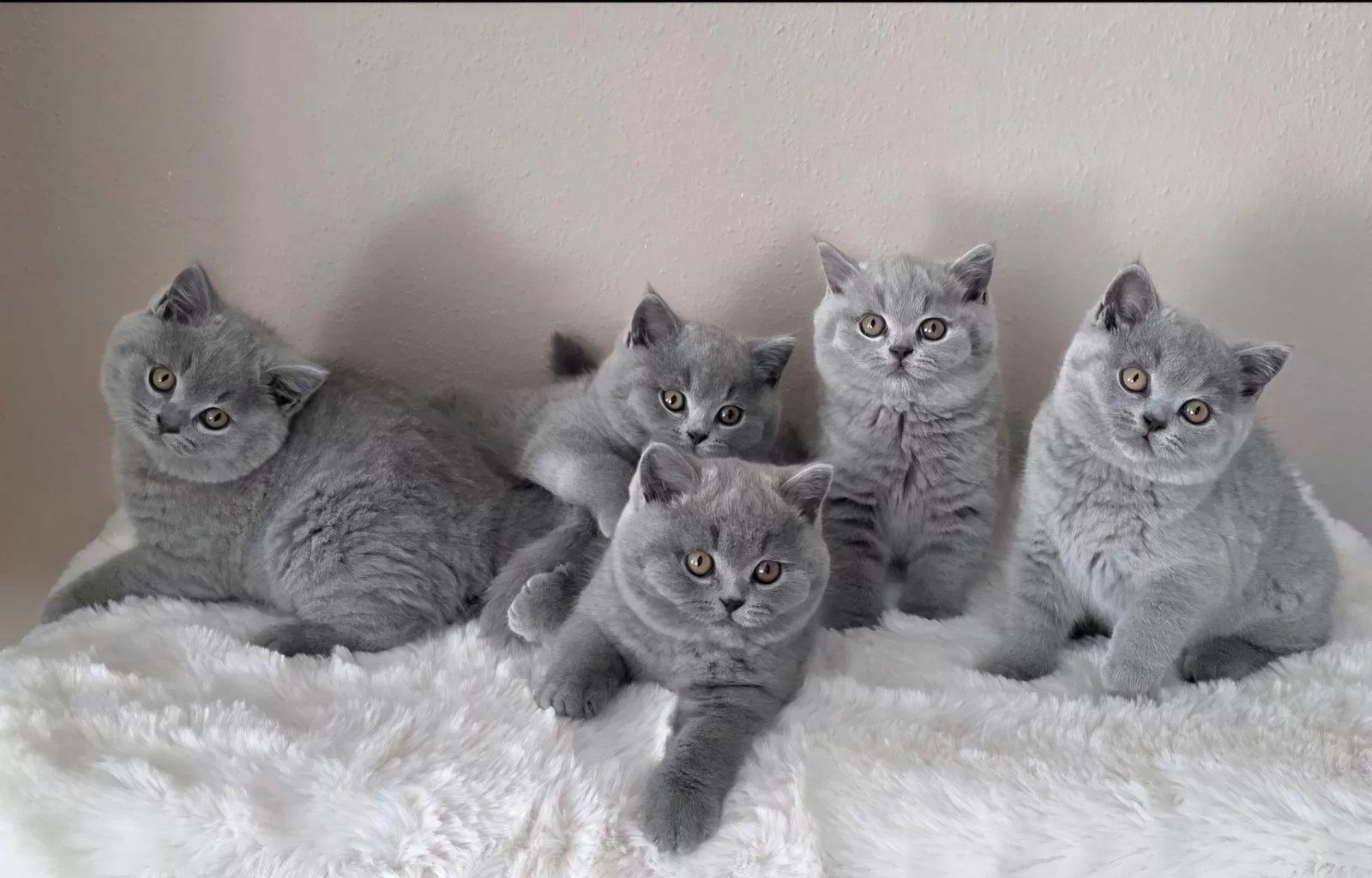 BKH Kitten reinrassig, geimpft & entwurmt abgabebereit