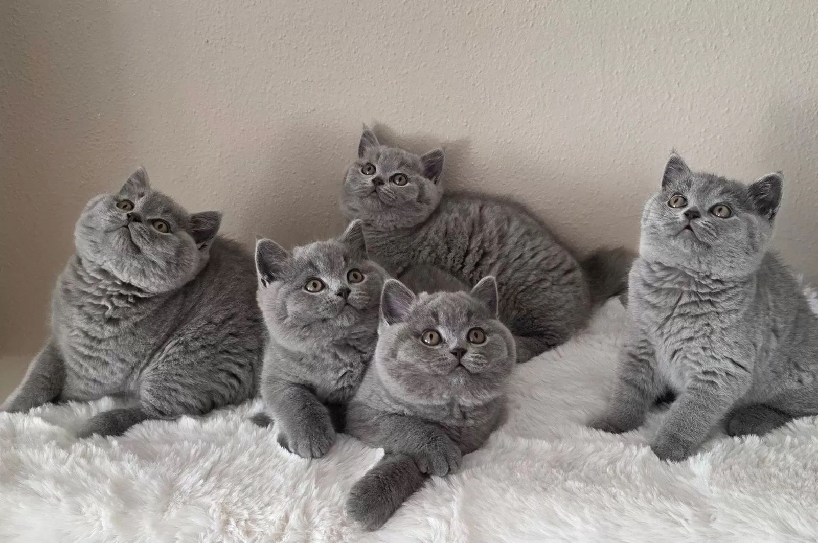 BKH Kitten reinrassig, geimpft & entwurmt abgabebereit