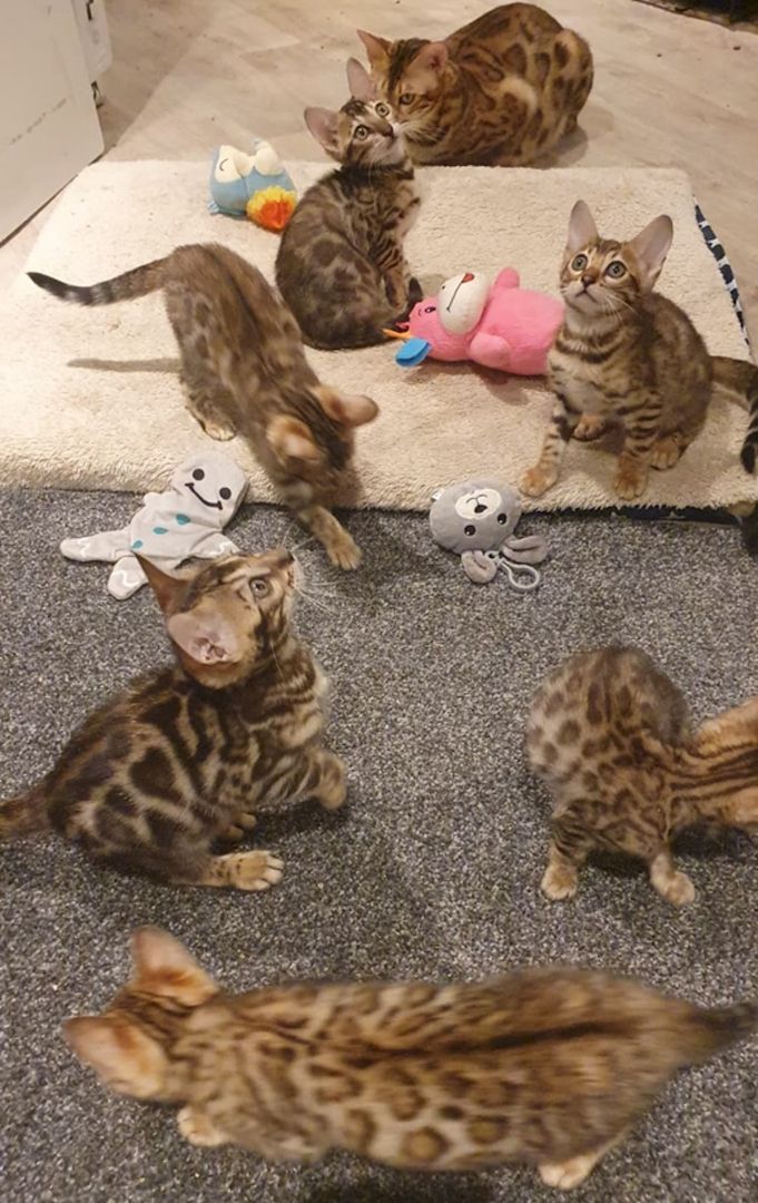 Registrierte Bengalkätzchen