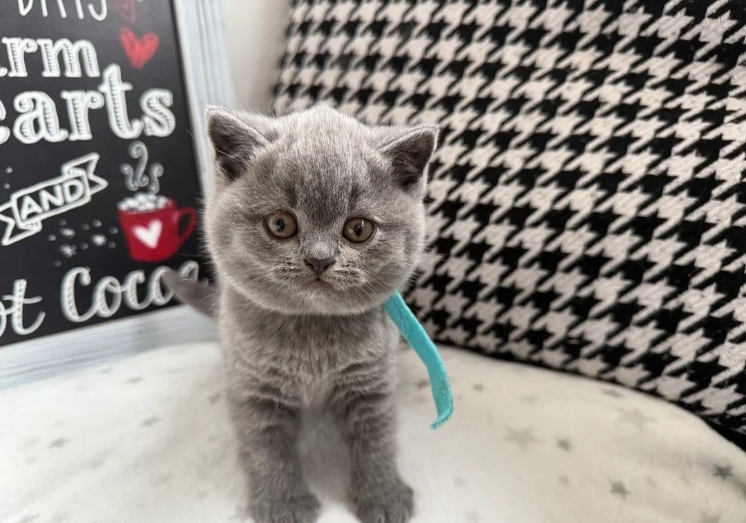 Zwei bezaubernde Britisch Kurzhaar-Kätzchen