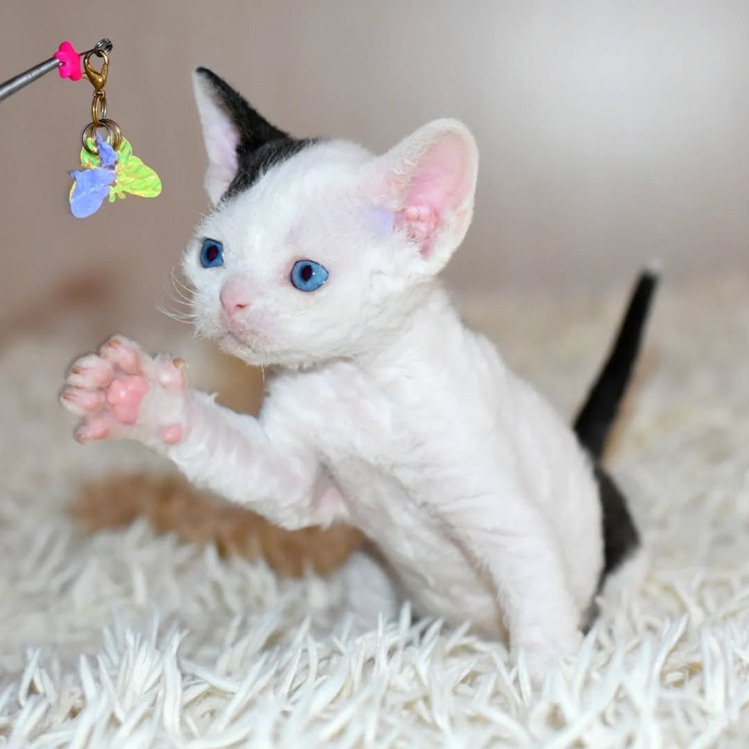 Atemberaubende Devon Rex-Kätzchen