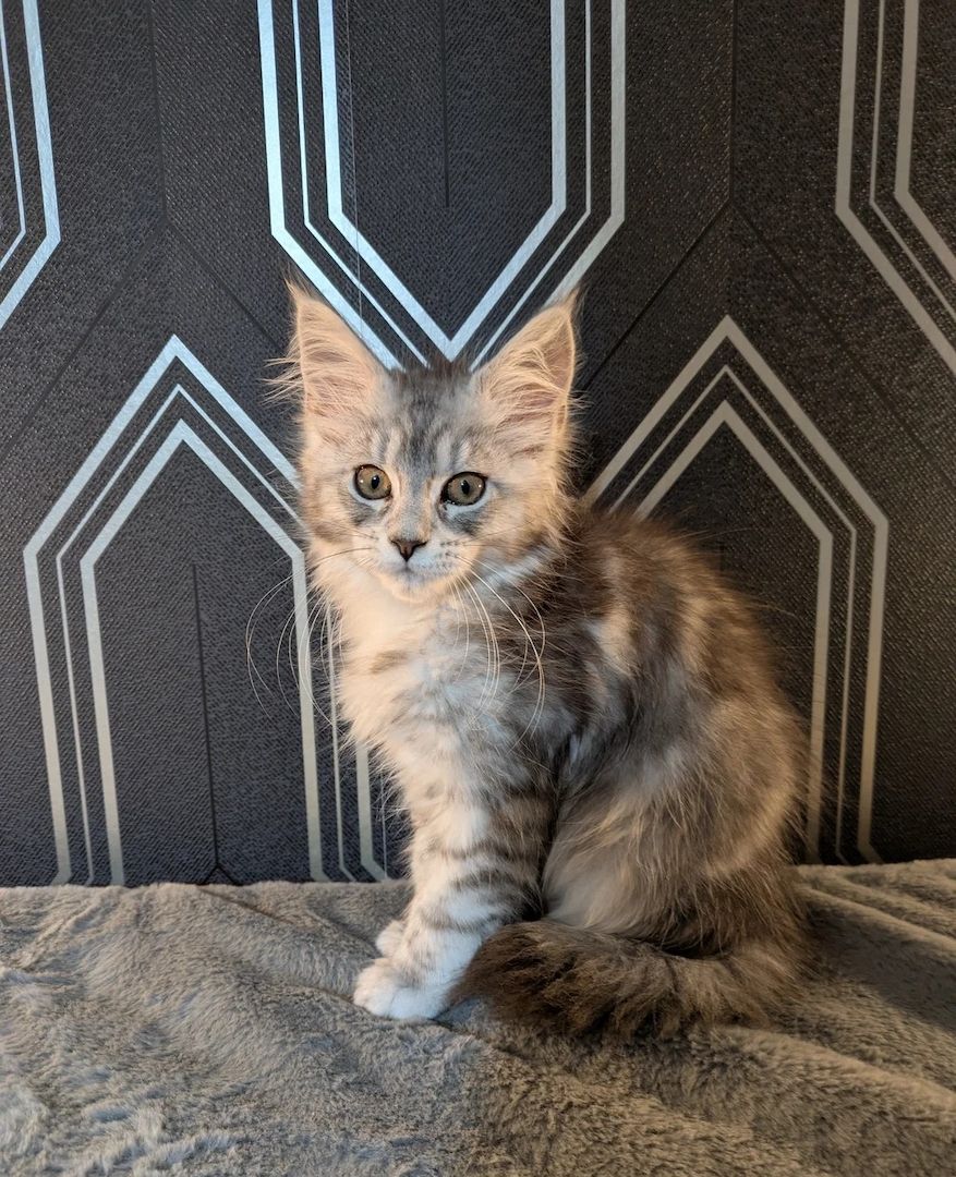 Maine-Coon-Kätzchen