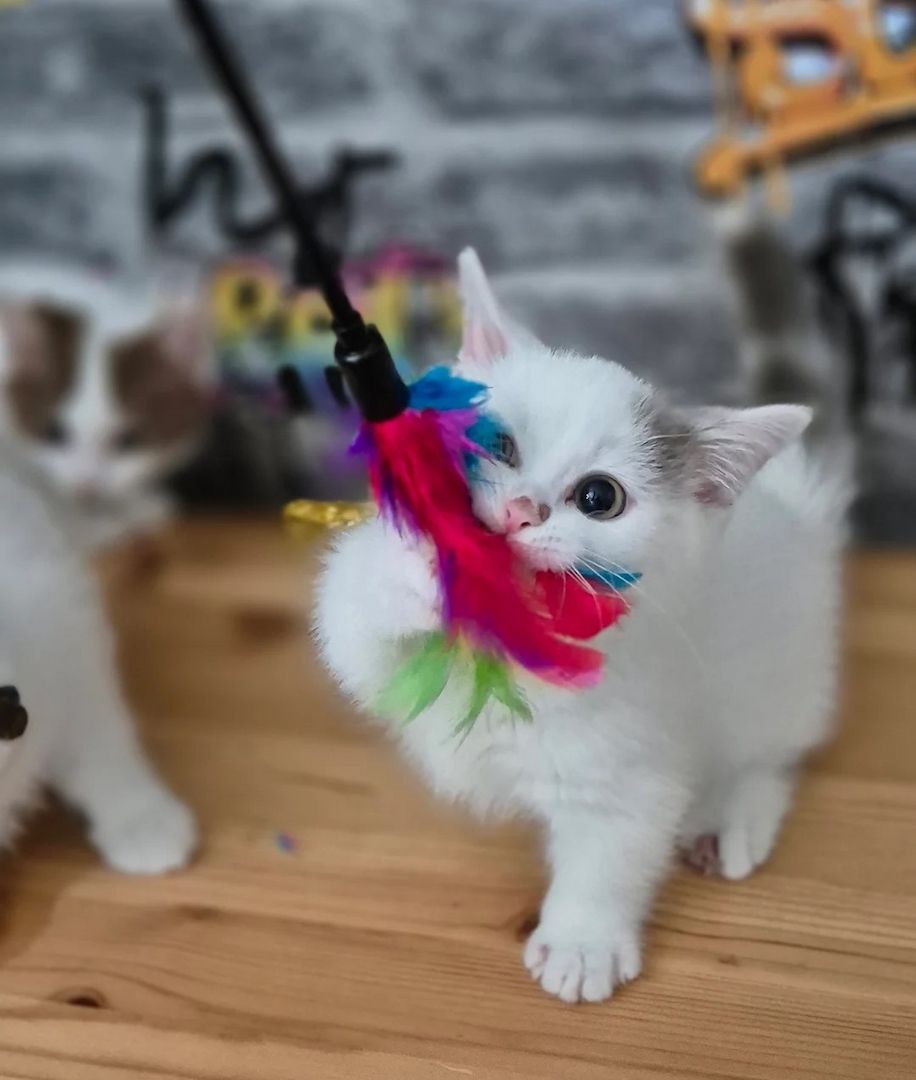 Wir haben Munchkin-Kätzchen abzugeben.