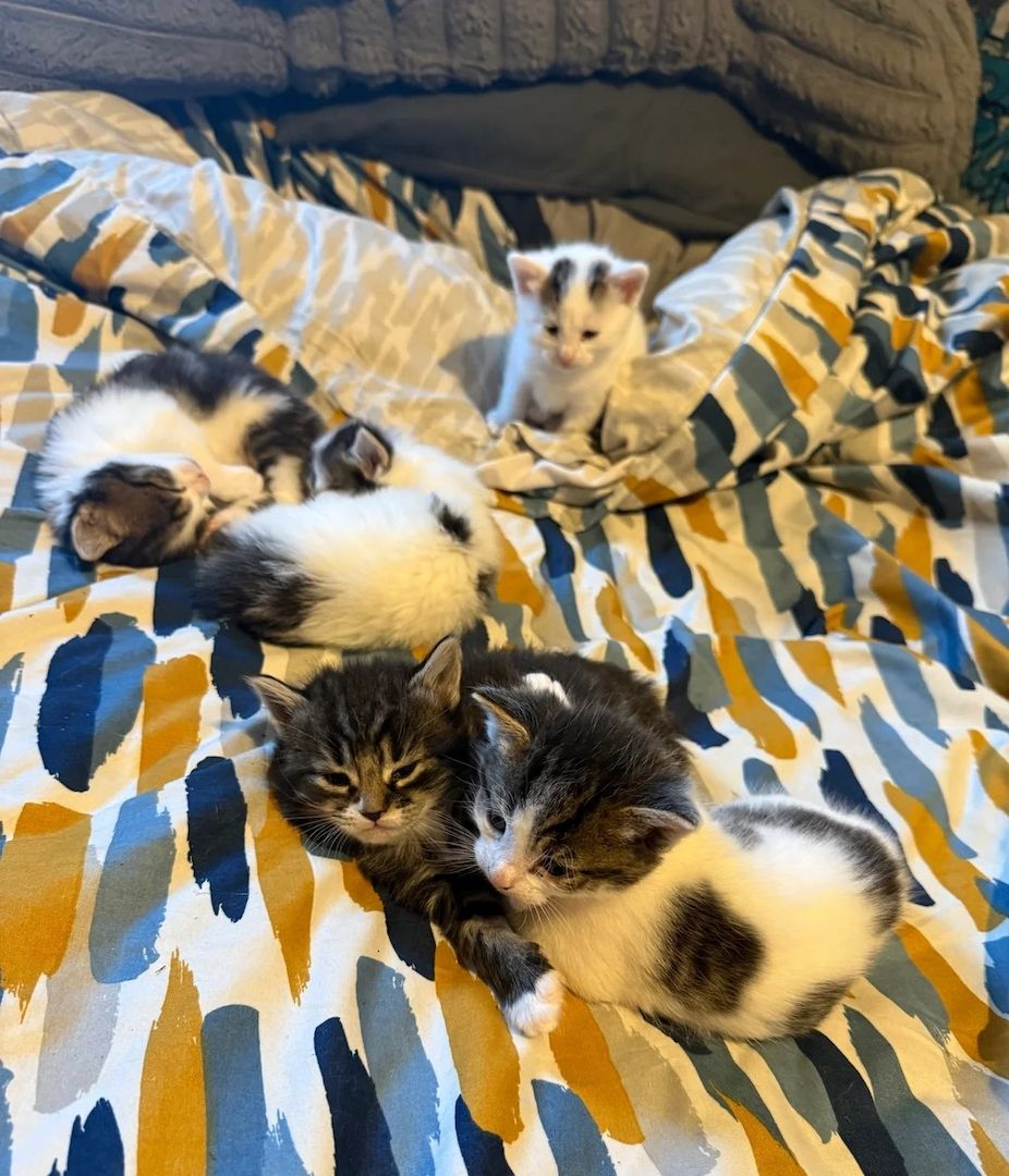 Norwegische Waldkatzen