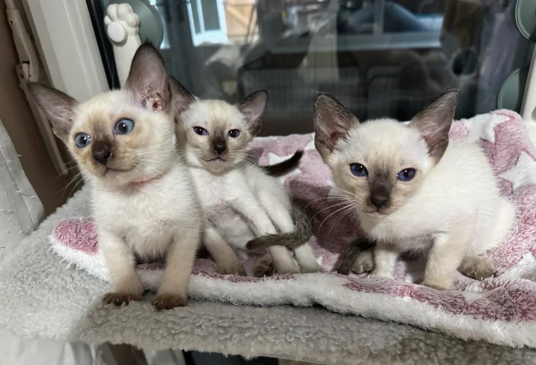 Siamkätzchen verfügbar