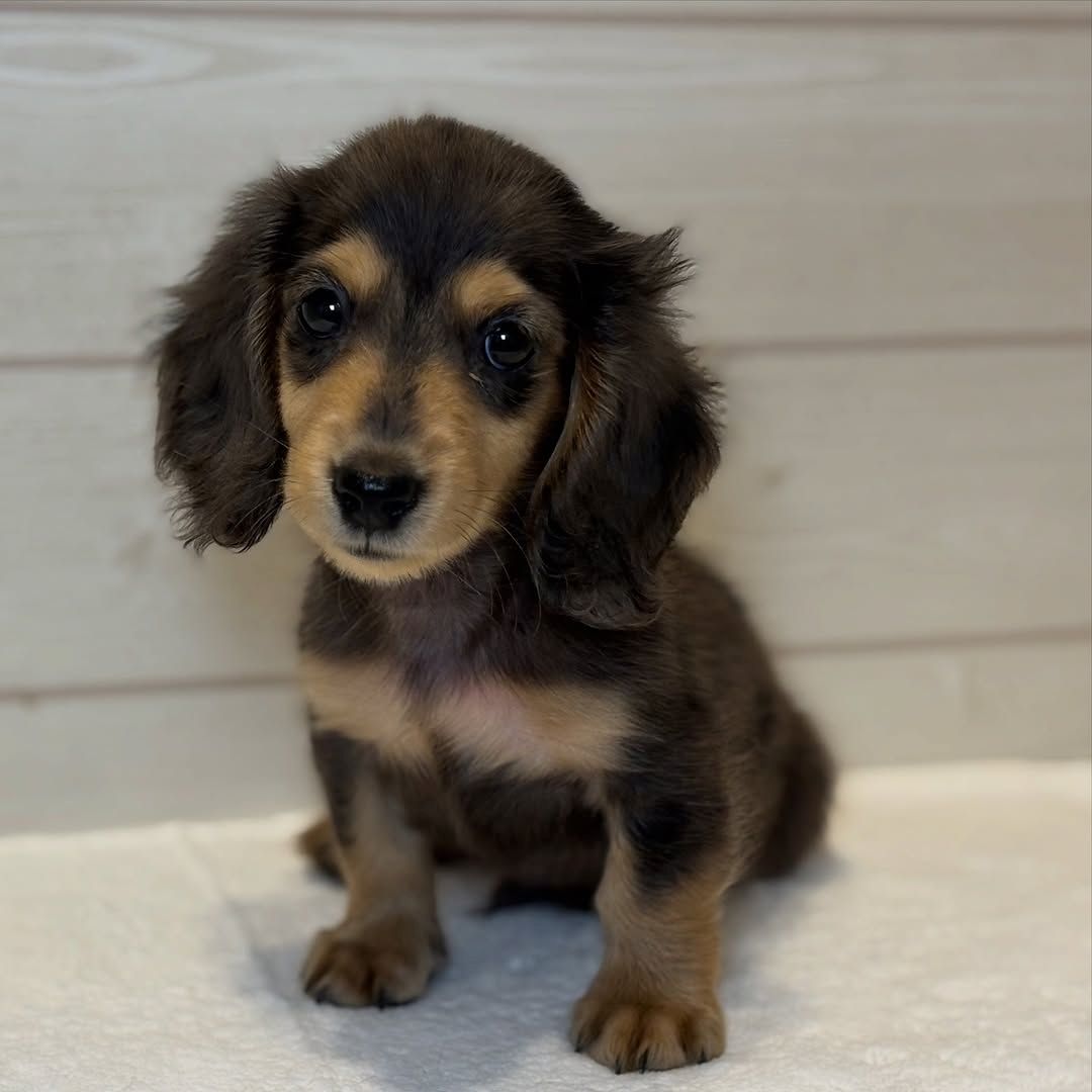 Dackelwelpe zur Adoption