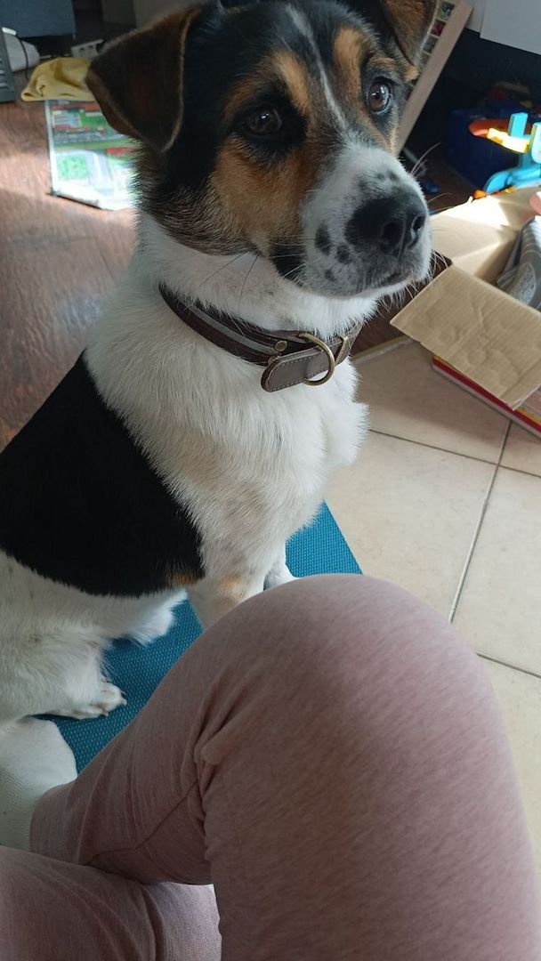 Wir suchen ein liebevolles, neues Zuhause für unseren Hund