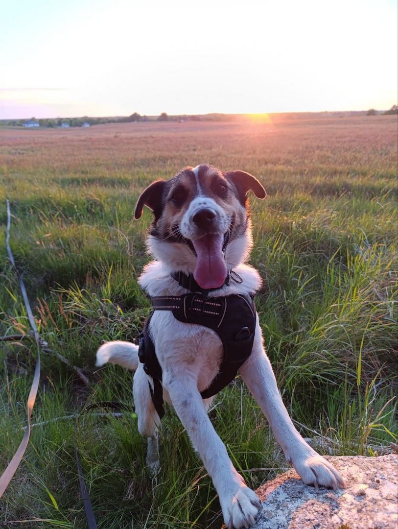 Wir suchen ein liebevolles, neues Zuhause für unseren Hund