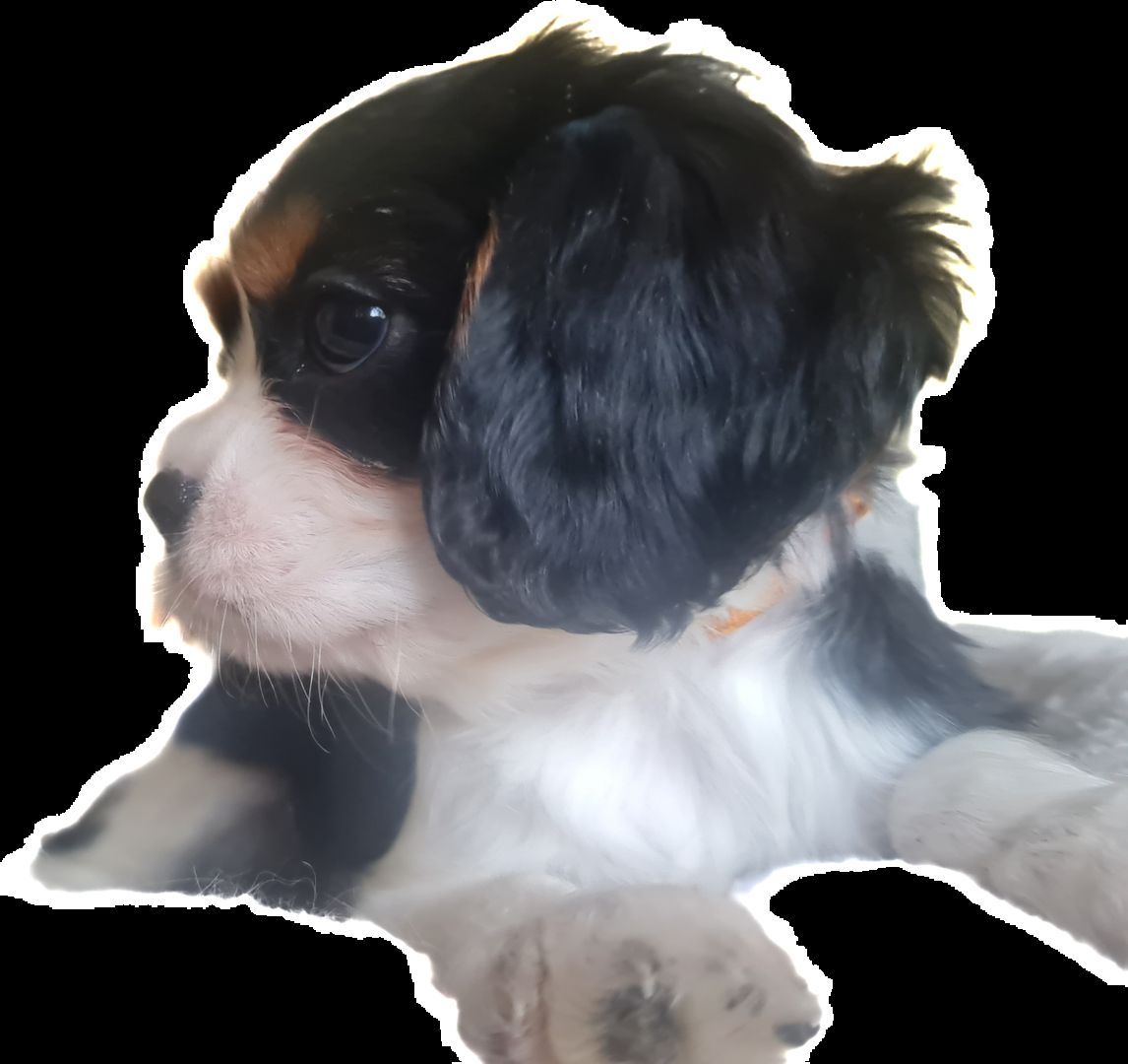 Zauberhafte Cavaliere in Tricolor Update I