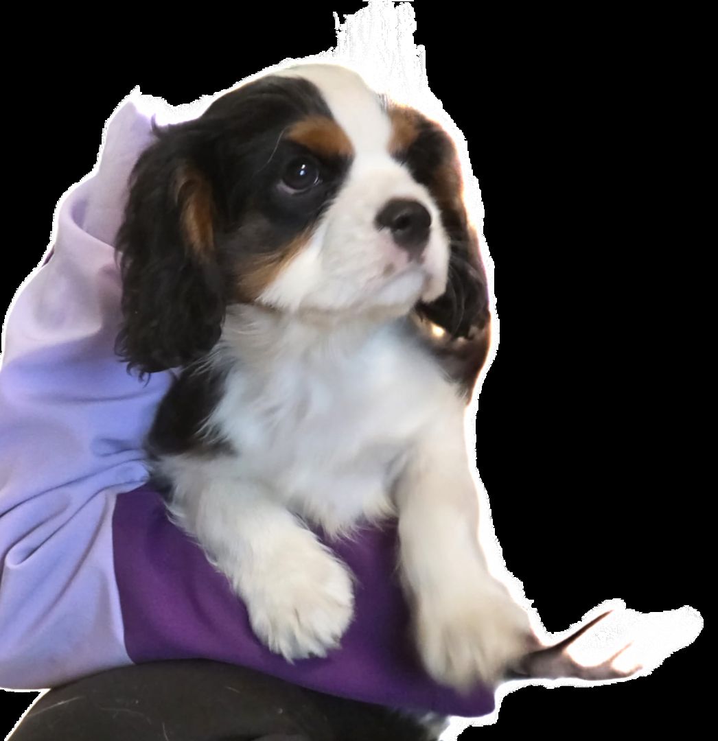 Zauberhafte Cavaliere in Tricolor Update I