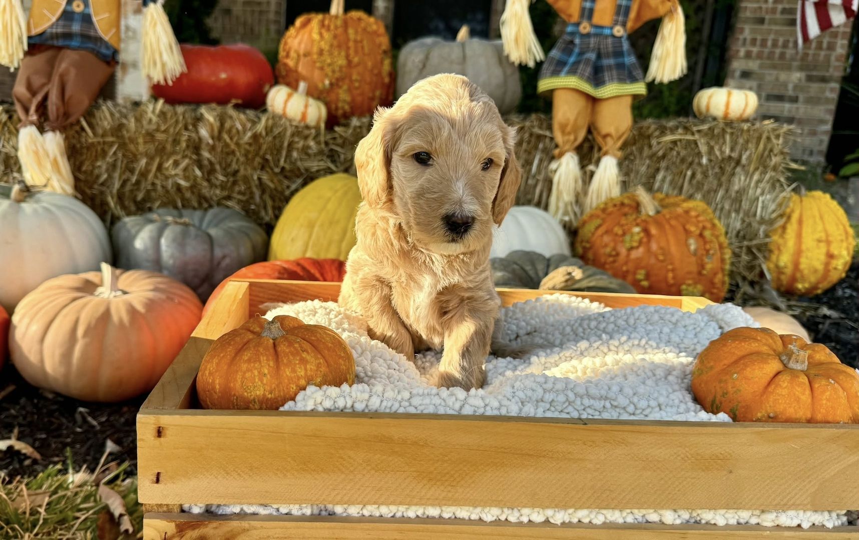 Goldendoodle puppies
