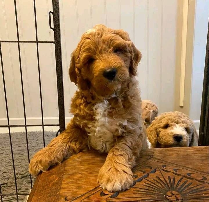 Goldendoodle-Welpen