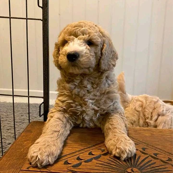 Goldendoodle-Welpen