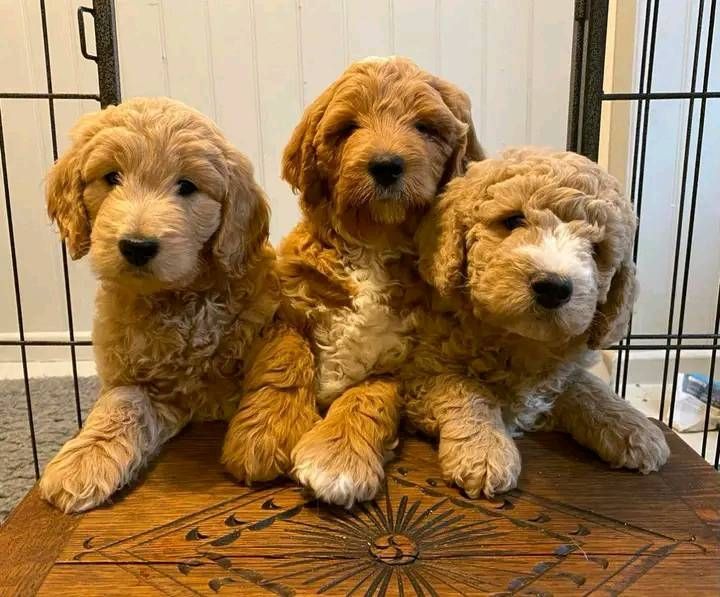 Goldendoodle-Welpen