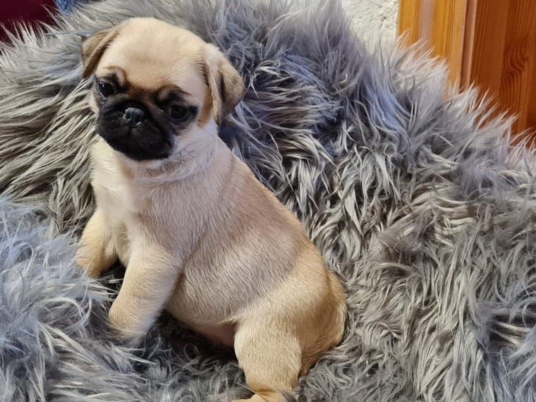 Traumhafte Superkleine Erhältlich Mini Mops Welpen Schwarz Und Beige