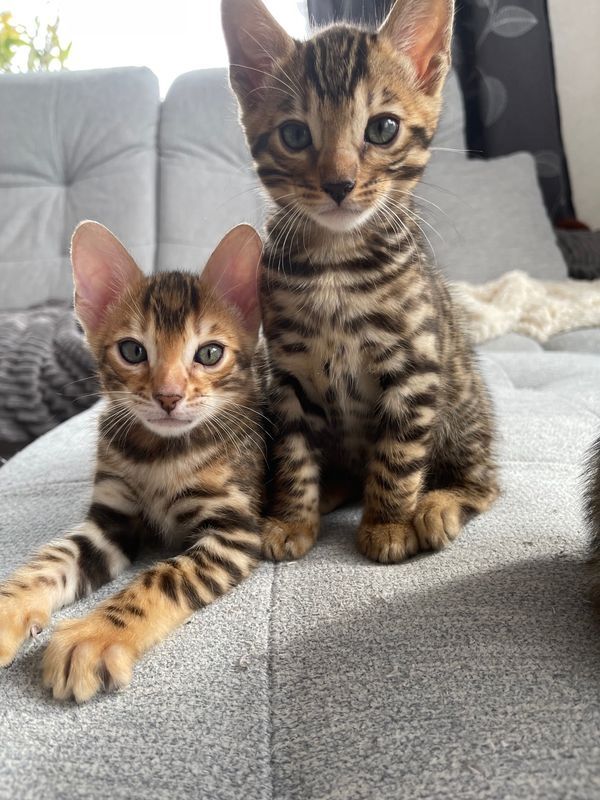Traumhafte Superkleine Erhältlich  BengalKatzen