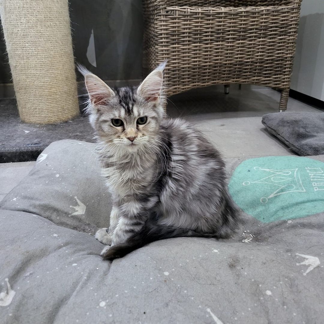Maine Coon Babys Kitten mit Papieren zu verkaufen