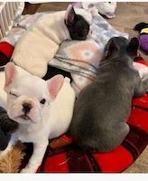 peziffoulaxa-1049 Profilbild