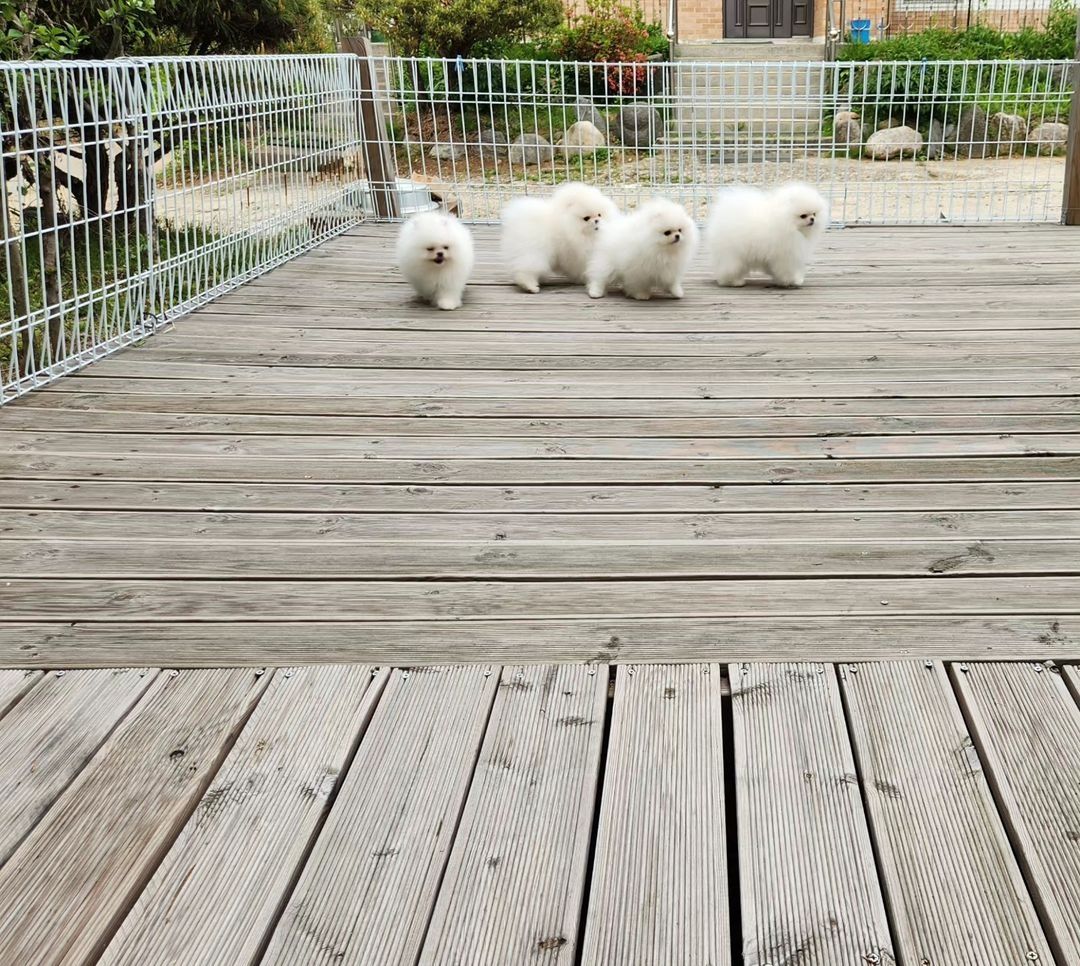 Mini Pomeranian Zwergspitz weiß - creme Welpen aus Deutscher Zucht
