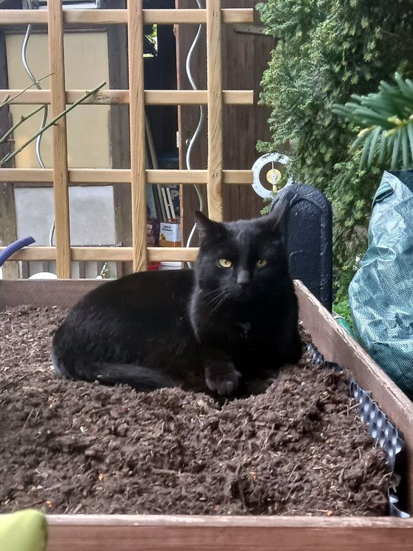 DIESEL - möchte wieder durchstarten