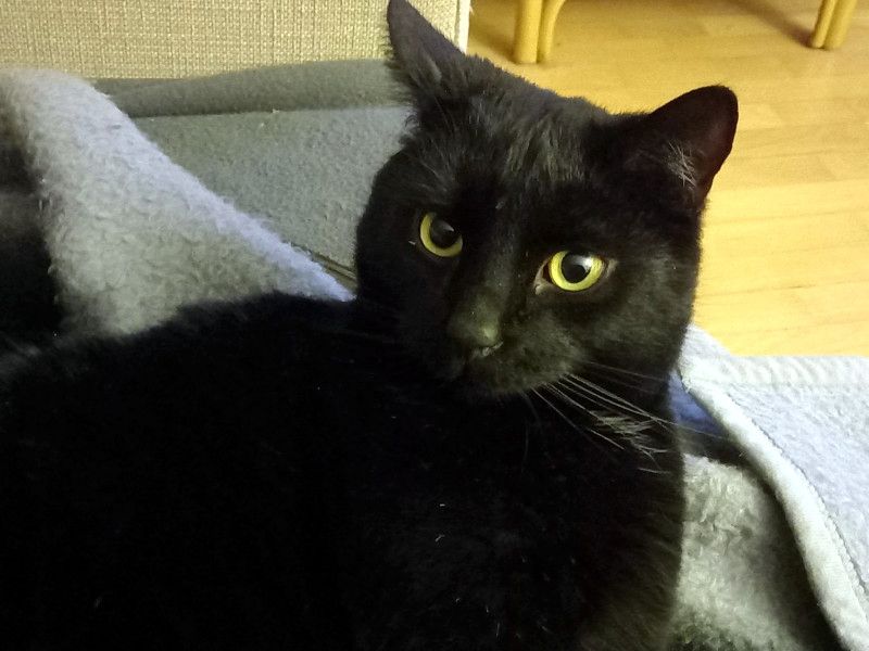 DIESEL - möchte wieder durchstarten