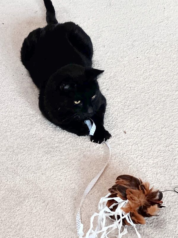 DIESEL - möchte wieder durchstarten