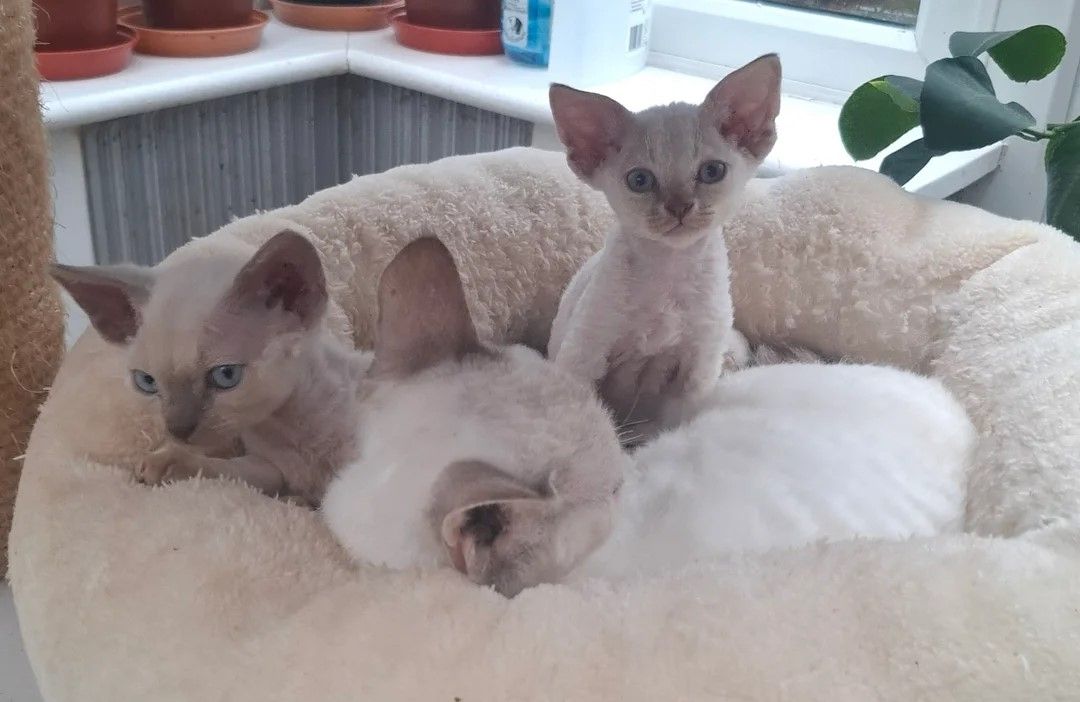 wunderschöne Devon Rex-Kätzchen