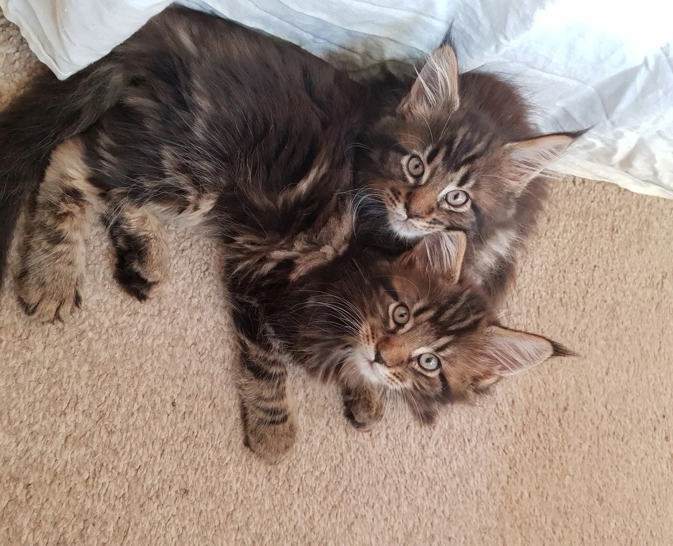 Maine-Coon-Kätzchen ab sofort abgabebereit