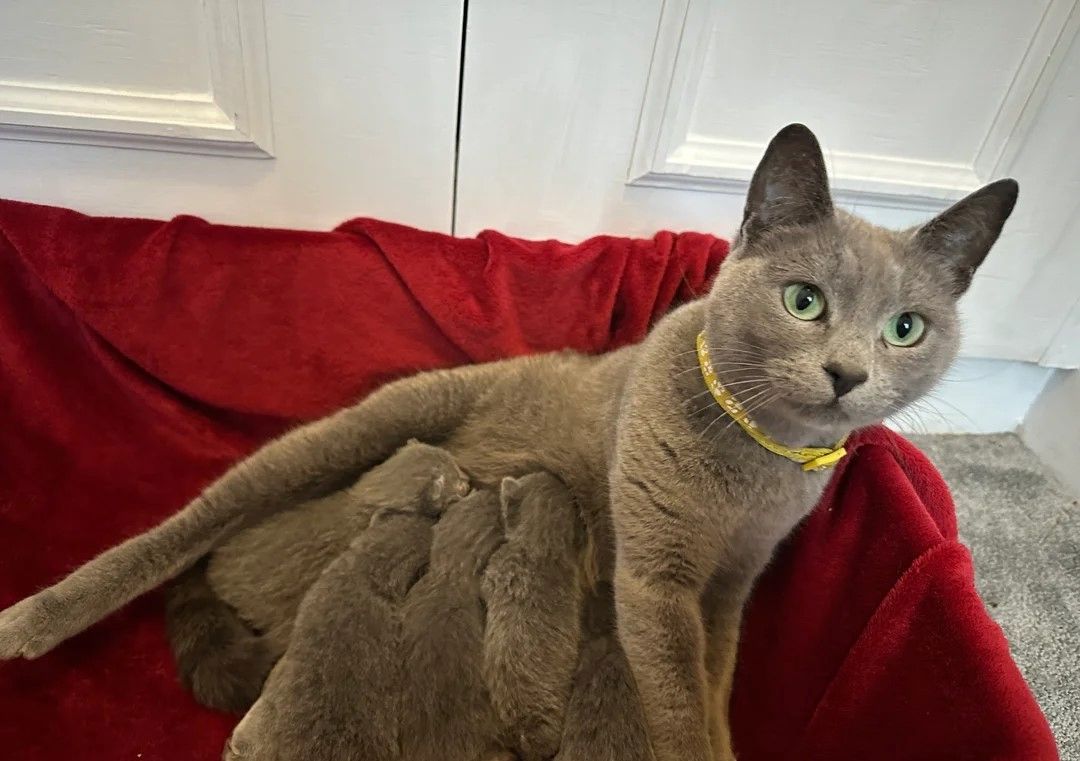 Russisch Blau-Kätzchen