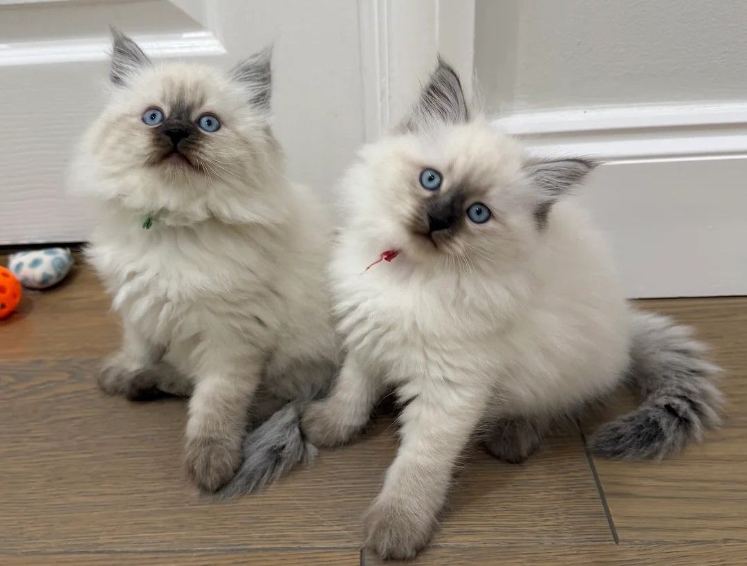 3 reinrassige Sibirische Neva Masquerade-Kätzchen