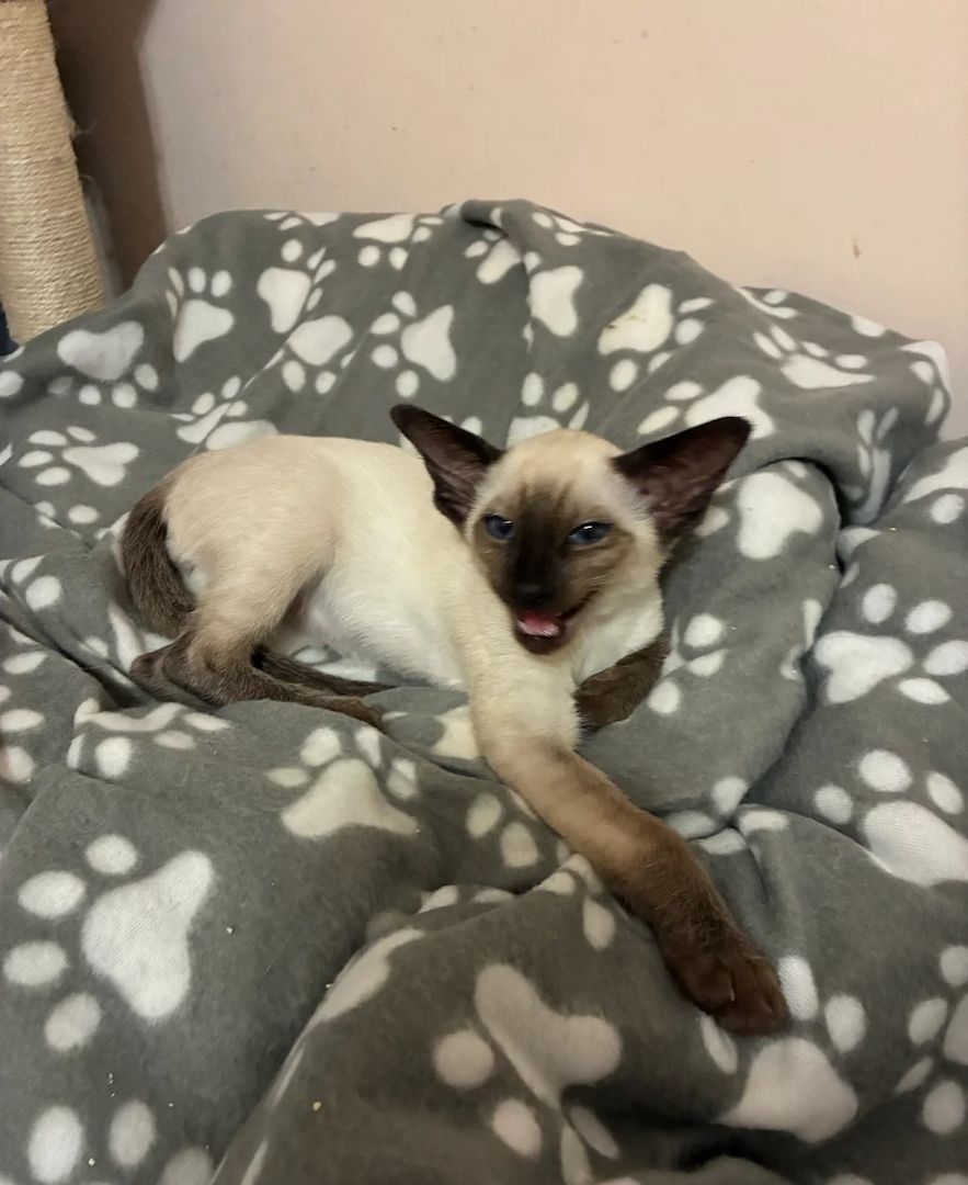 ❤️Wunderschöner Seal-Point-Siamkater❤️