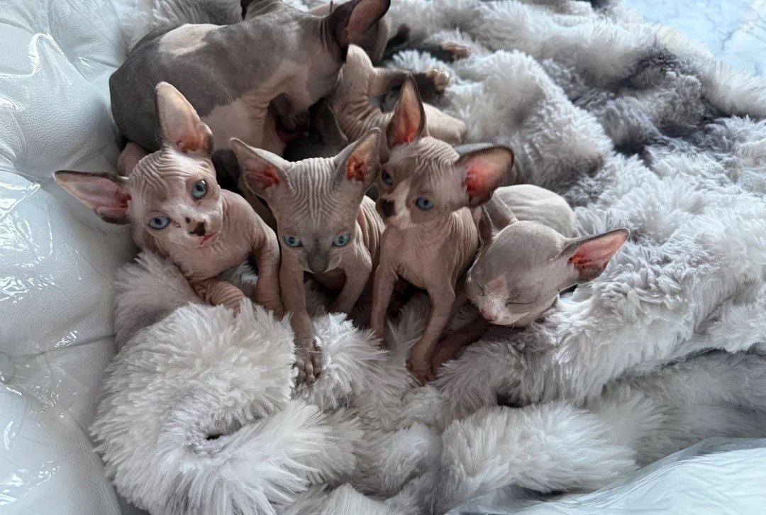 Sphynx-Kätzchen (Kanadische Rasse)